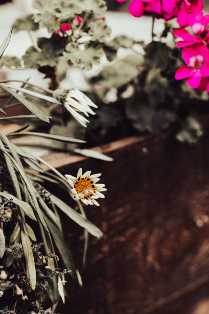 花在露台上，调和形象。花盆，复古风格。园林设计，插画。秋天花园明信片。具有自然图案的屏幕保护程序。环境背景。图片下载