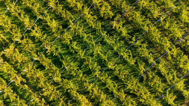 几何葡萄园图片下载