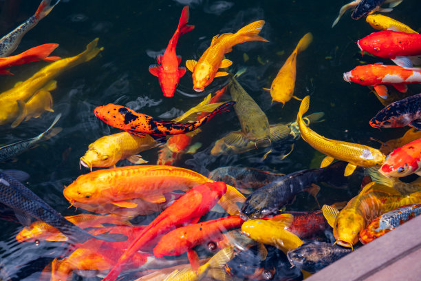 一大群锦鲤聚集在一起。水族馆锦鲤亚洲日本野生动物彩色景观自然清澈的水照片图片下载