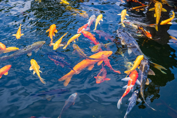 一大群锦鲤聚集在一起。水族馆锦鲤亚洲日本野生动物彩色景观自然清澈的水照片图片下载