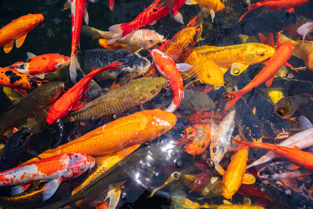 一大群锦鲤聚集在一起。水族馆锦鲤亚洲日本野生动物彩色景观自然清澈的水照片图片下载
