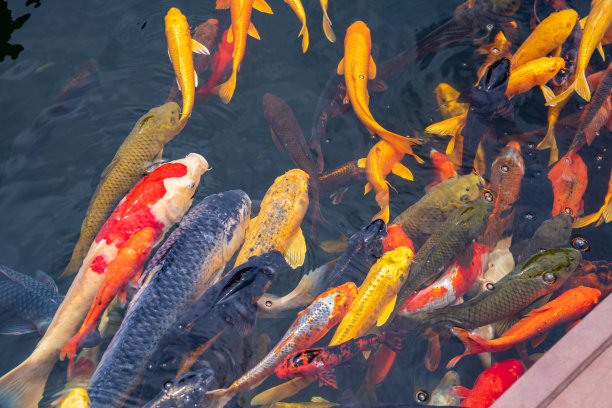 一大群锦鲤聚集在一起。水族馆锦鲤亚洲日本野生动物彩色景观自然清澈的水照片图片下载