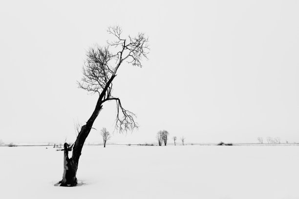 景观-树冬天的时候。黑白照片，波兰欧洲图片下载