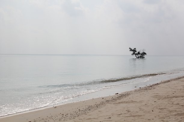 树生长在一个水野生海滩安达曼冰岛图片下载