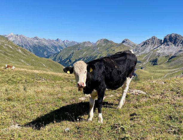 奶牛在奥地利阿尔卑斯山，莱赫，阿尔贝格。图片下载