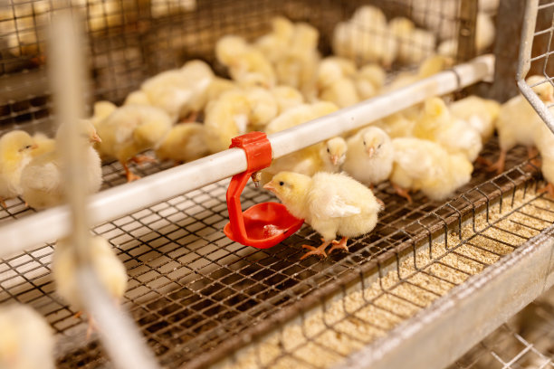 蛋类工厂、农业工厂、家禽养鸡场图片下载