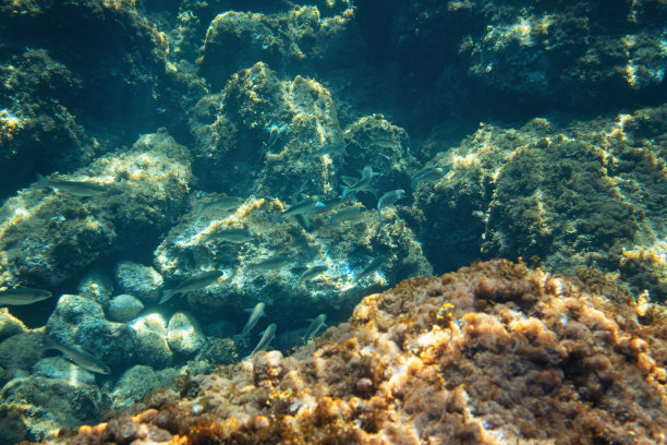 水下照片-浮潜在利亚帕德斯，科孚岛。一群鱼、藻类和海洋植物生长在可见的岩石上图片下载