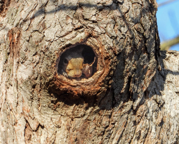 松鼠从树洞里往外看可爱的野生动物照片图片下载