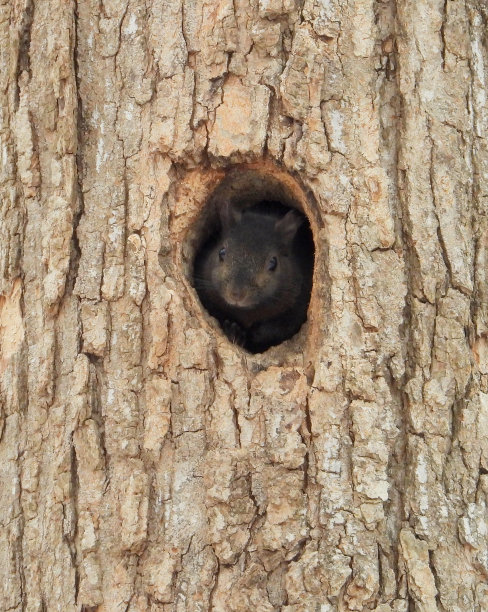 松鼠从树洞里往外看可爱的野生动物照片图片下载