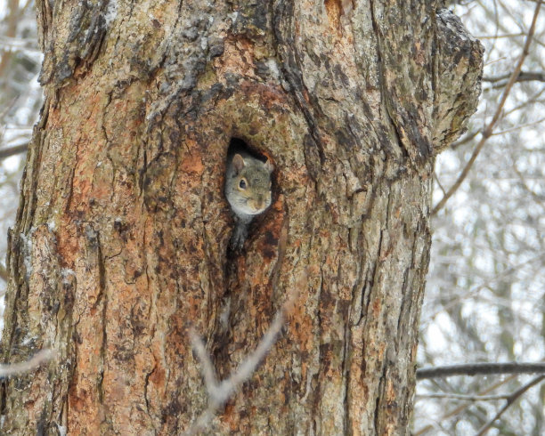 松鼠从树洞里往外看可爱的野生动物照片图片下载
