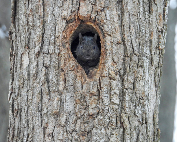 松鼠从树洞里往外看可爱的野生动物照片图片下载