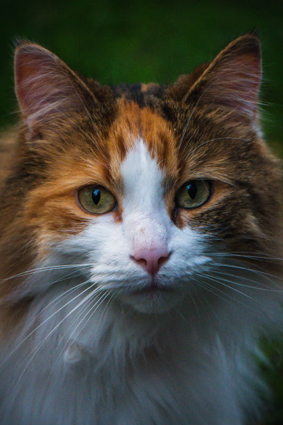 一只家猫的特写照片，背景模糊，有着醒目的绿色眼睛图片下载