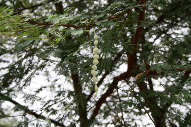 阿拉伯胶树(Acacia nilotica)上未成熟的种子荚:(图片来源:Sanjiv Shukla)图片下载