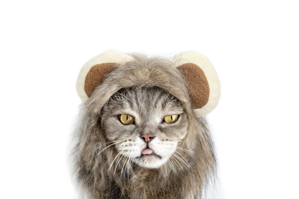 有趣的英国短毛猫与狮子假发图片下载