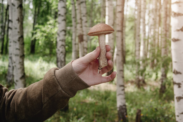 一个男人手里拿着一只蘑菇，背景是树木。图片下载