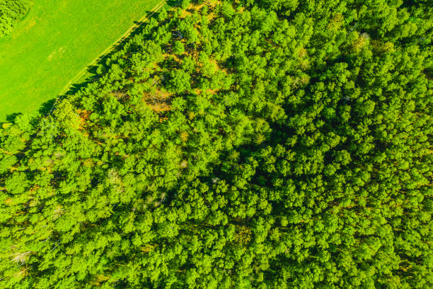 无人机航拍景观。绿色森林鸟瞰图。春天。可持续性。保护自然图片下载