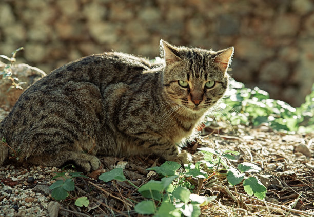 一只猫在草地上的背光下图片下载