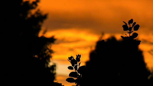 日落时带叶子的植物剪影。橘红色的天空。自然的照片图片下载
