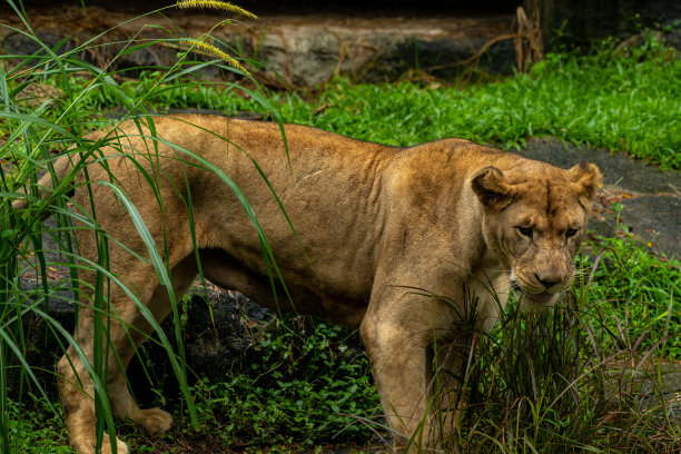一只母狮站在非洲公园的草地上图片下载