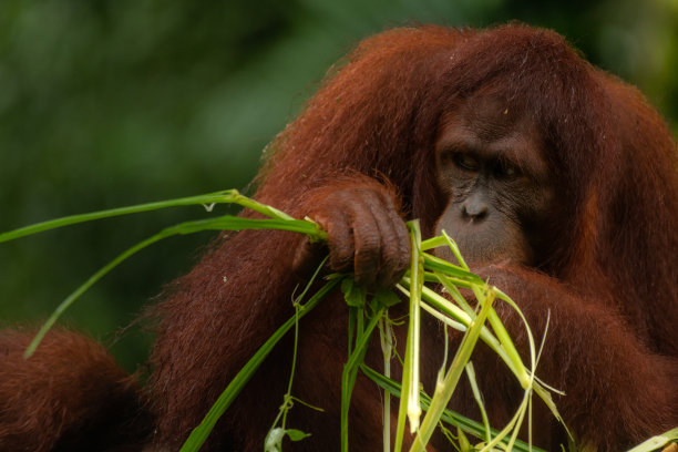 红毛猩猩在雨天吃草图片下载