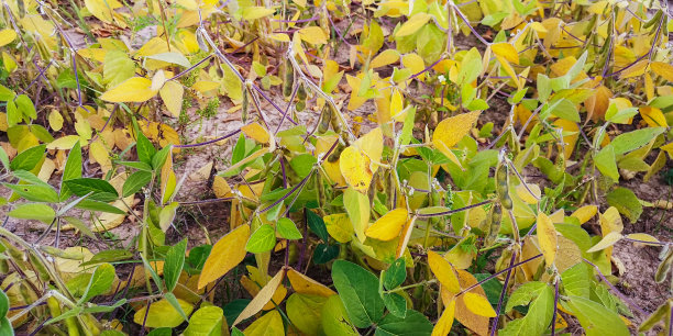 田地里成熟的大豆图片下载