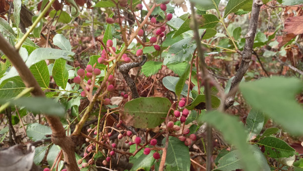 玫瑰果药用植物图片下载