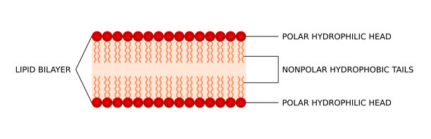 双分子层膜。极性亲水头部和非极性疏水尾部。细胞膜。图片下载