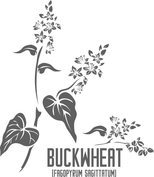 荞麦花和种子剪影矢量插图图片下载