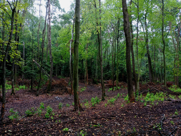 这张照片展示了树木和被砍伐的树木的残骸。砍下来的树枝散落在森林里。人类对自然漫不经心的态度。图片下载