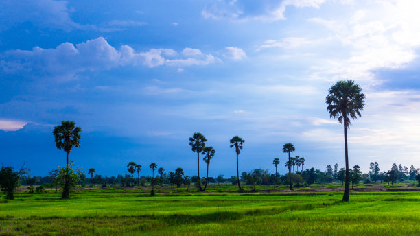 一张稻田的照片，一排排的棕榈树，天空。图片下载