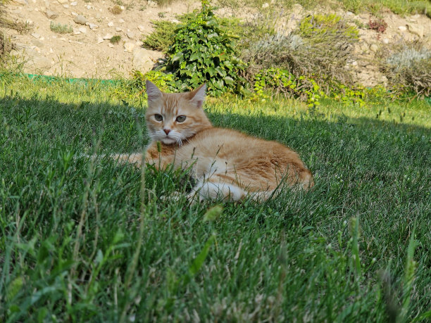 金吉的猫在草地上的照片图片下载