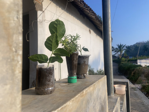 回收塑料瓶做花盆。照片的股票图片下载