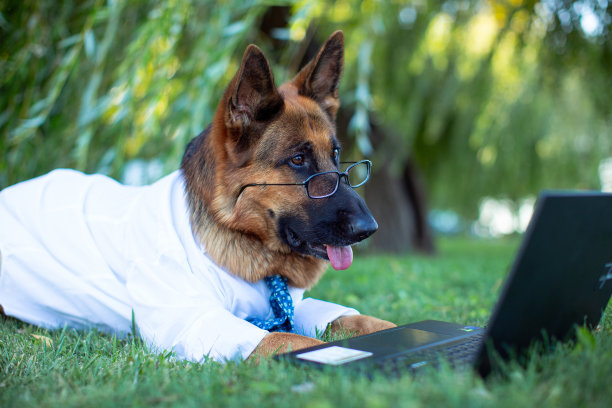 一只德国牧羊犬穿着白色衬衫，系着蓝色领带图片下载