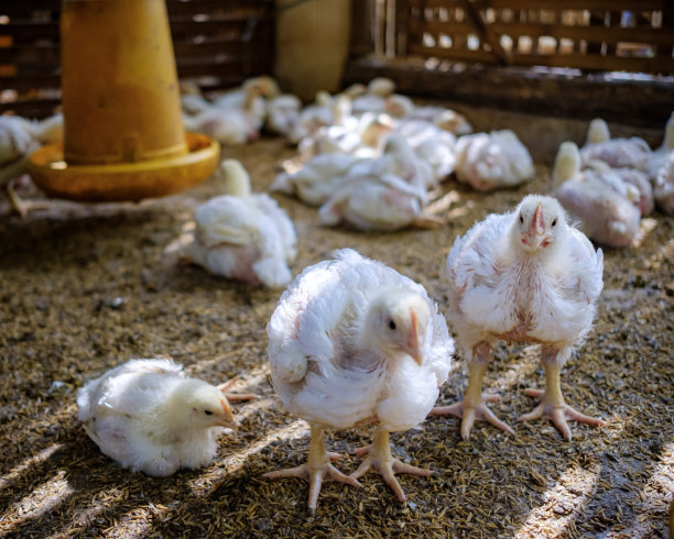 养鸡场图片下载