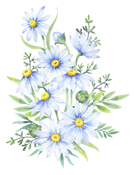 雏菊花束，水彩插图。洋甘菊花卉布置花园雏菊花图片下载
