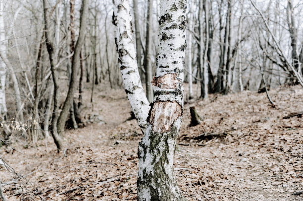冬天的白桦林图片下载