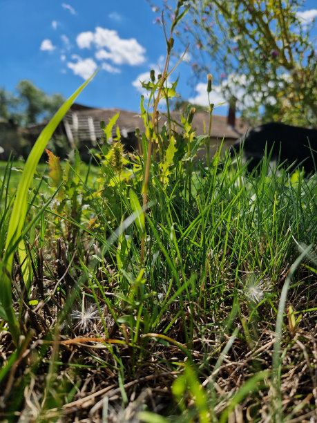 园林照片的微观世界图片下载