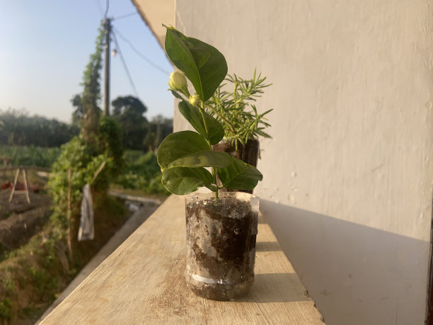 用塑料杯装小花盆。照片的股票图片下载