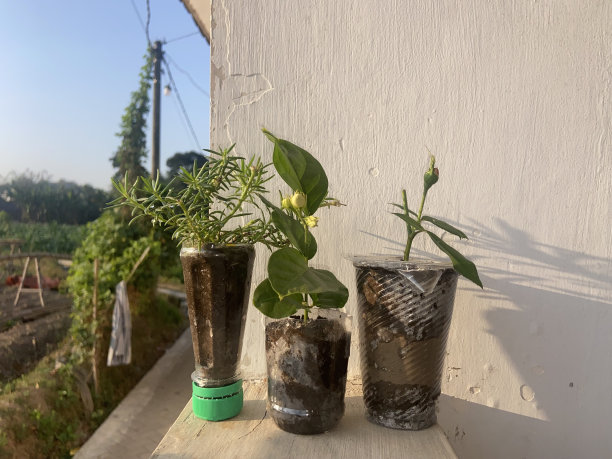 用塑料杯和饮料瓶装幼小的花盆。照片的股票图片下载