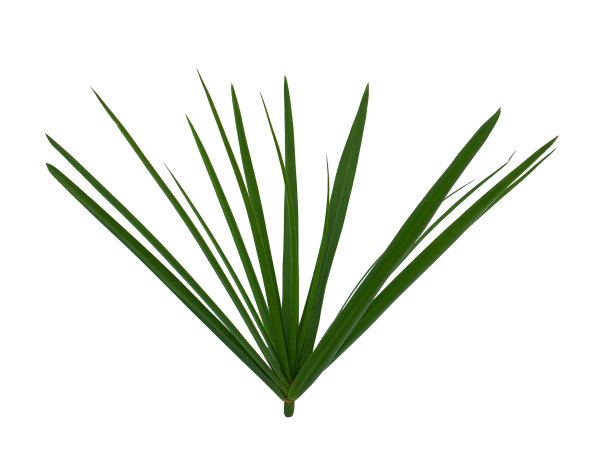 白色背景上的草图片下载