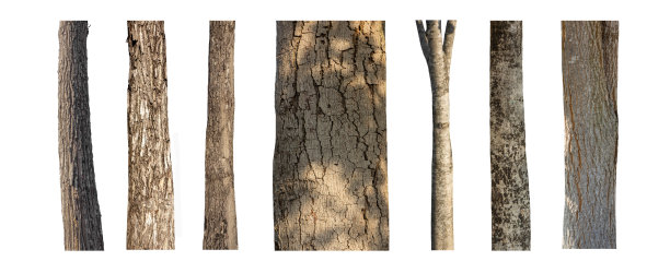 孤立的树干收集在白色背景。图片下载