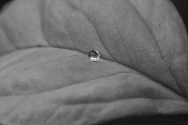 美丽的水滴雨后绿叶宏观。黑白照片图片下载