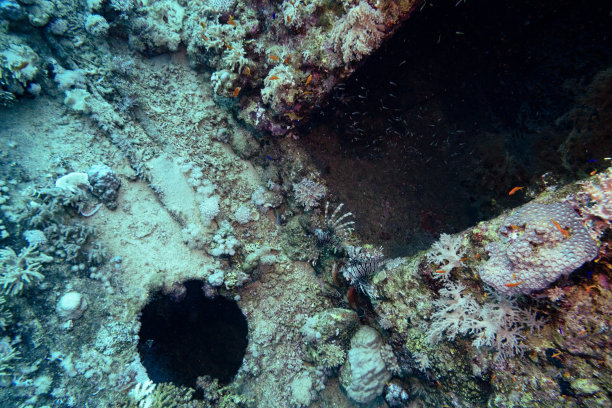 红海沉船上的狮子鱼，延布，沙特阿拉伯图片下载