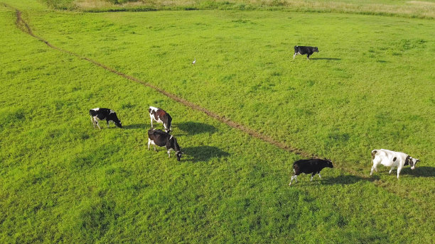 日出时牧场上奶牛群的航拍照片图片下载