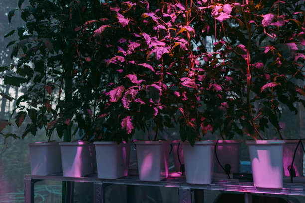 温室内紫光照射下，采用干净水培盆栽法种植的甜瓜果树图片下载