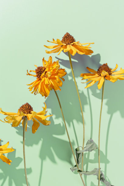 花的最小的图案，在薄荷绿色的背景干黄花，美丽的阴影从阳光。秋季季节开花顶景。自然设计静物，审美平铺照片粉彩图片下载