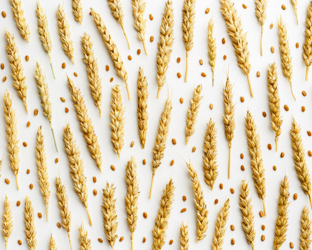 图案与麦穗，近金黄色的小麦小穗和谷物，自然纹理的食物背景。俯视图构图，秋季作物谷物，单色创意照片图片下载