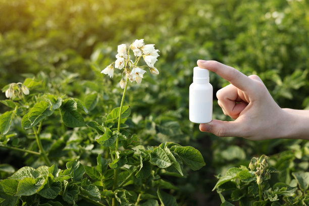 园林季节问题及解决方法。裁剪的照片，农民的手拿着白色的瓶子模拟毒药，农药液体从植物疾病和害虫的天然土豆盛开的背景图片下载