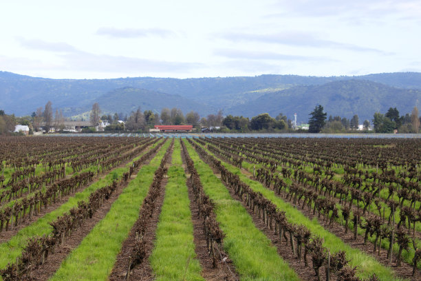 智利Maule地区的葡萄园景观图片下载