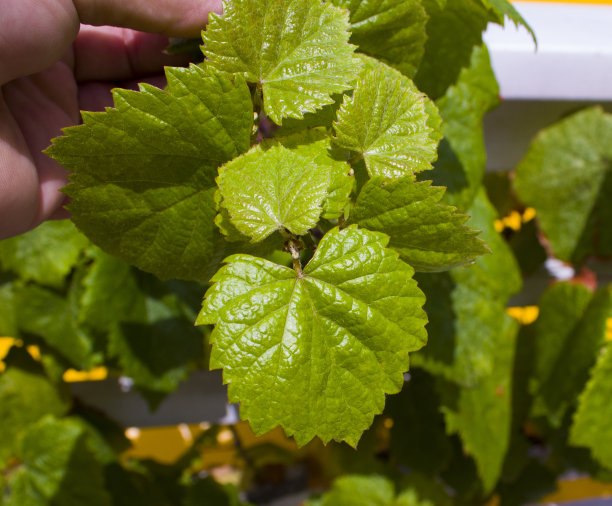 绿色葡萄叶的照片。图片下载